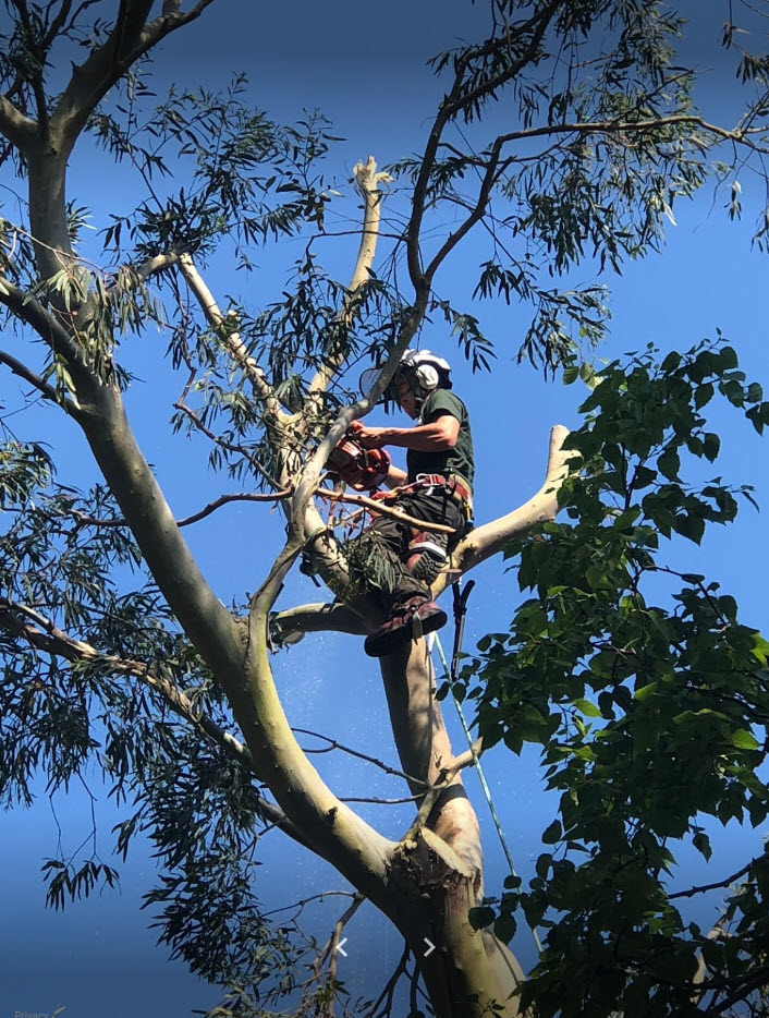 Tree Surgeon